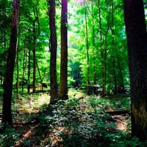 Dunes Forest