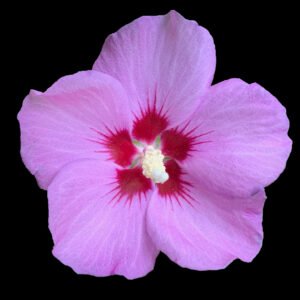 Hibiscus