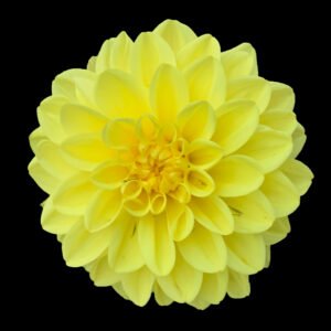 Yellow Delilah