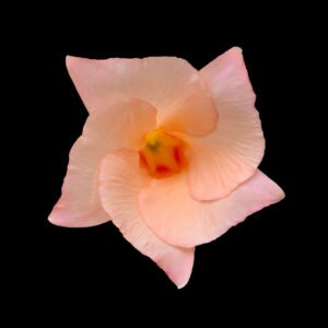 Pink Rocktrumpet