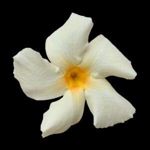 Rocktrumpet