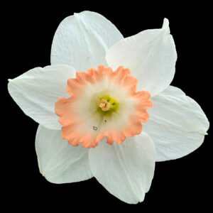 White Daffodil