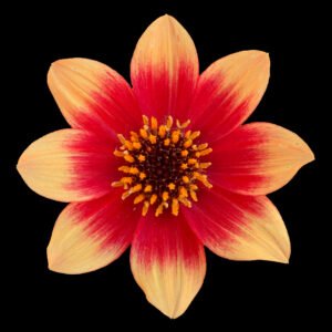 Flower Album