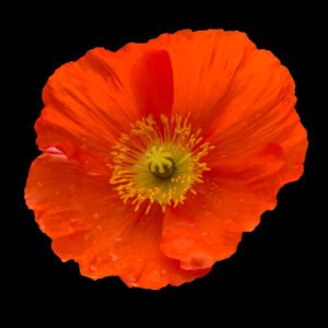 Poppy