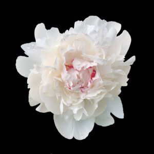 Peony